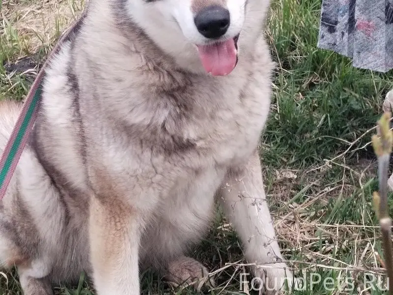 Найден метис Чара, Трубетчино