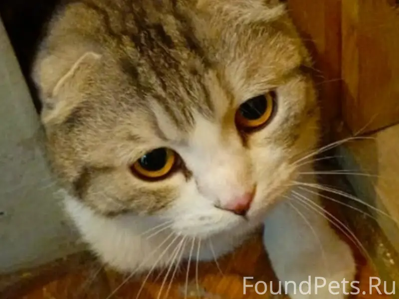 Найдена шотландская вислоухая, Суздальский проспект