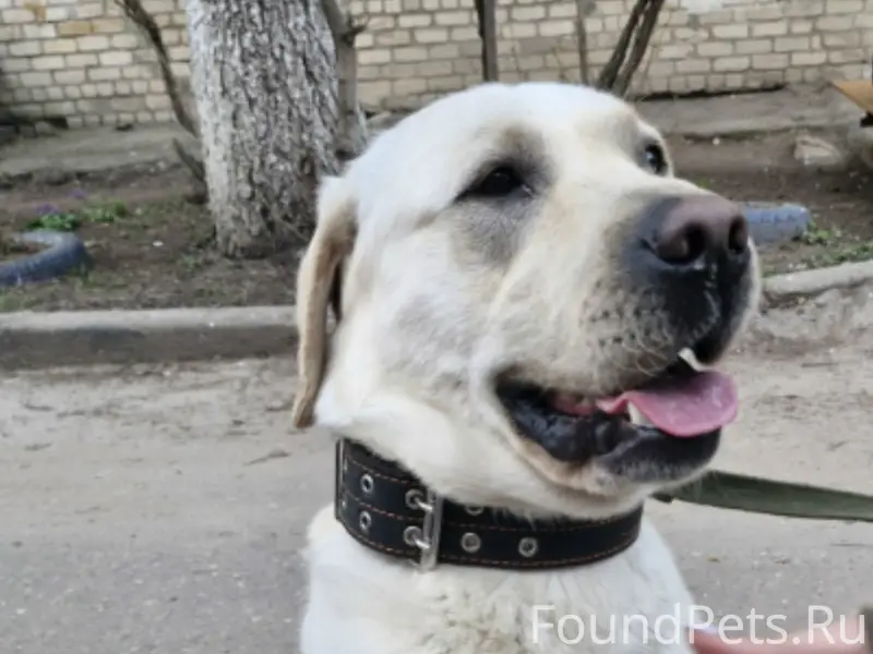 Найден пёс, Нижегородская область