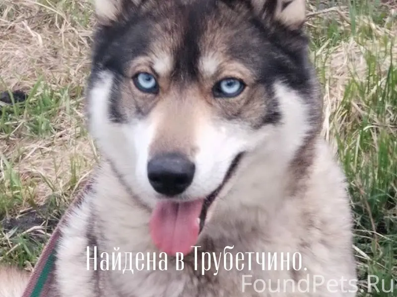 Найден тип собака, Трубетчино