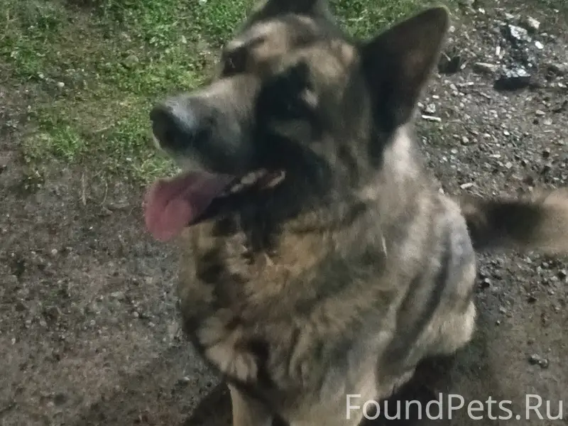 Пропала собака