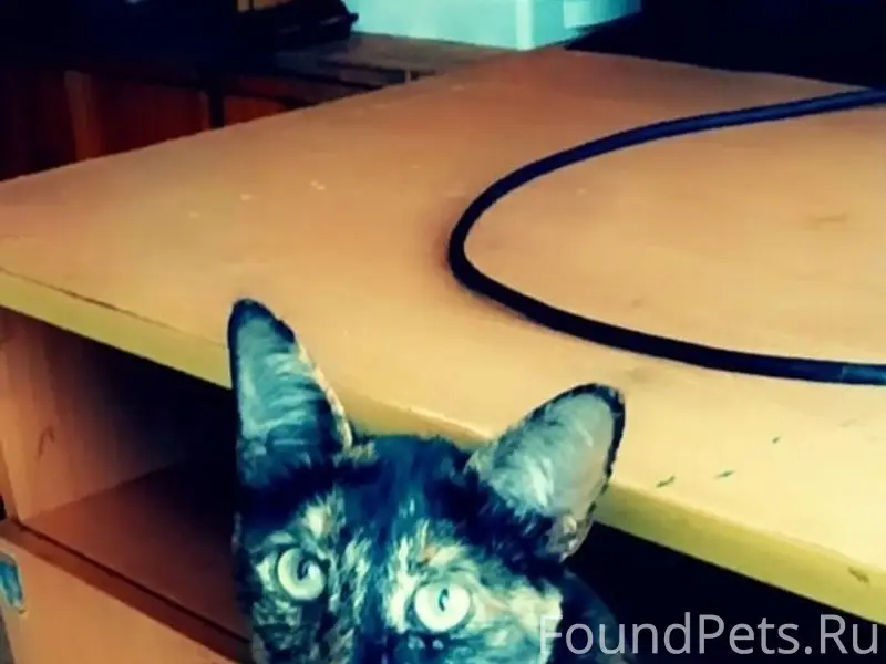 Пропала кошка Ася, Сады Малиновка