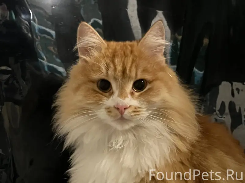 Пропала кошка Руби, улица Ватутина