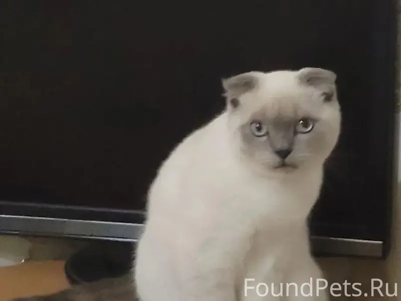 Пропал кот Лёлик, переулок Промышленный