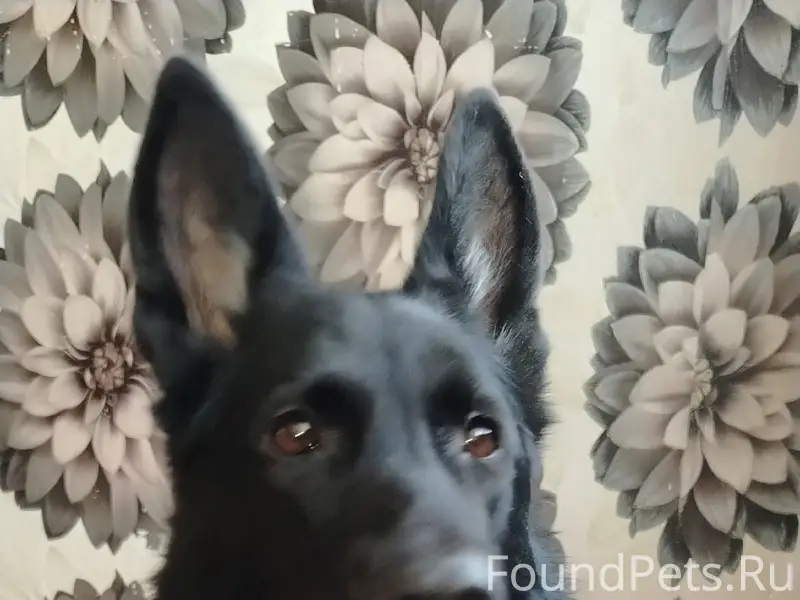 Пропала собака Скай