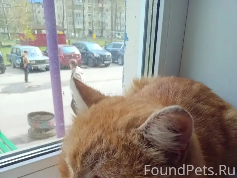 Найден кот, Ломоносова 9а