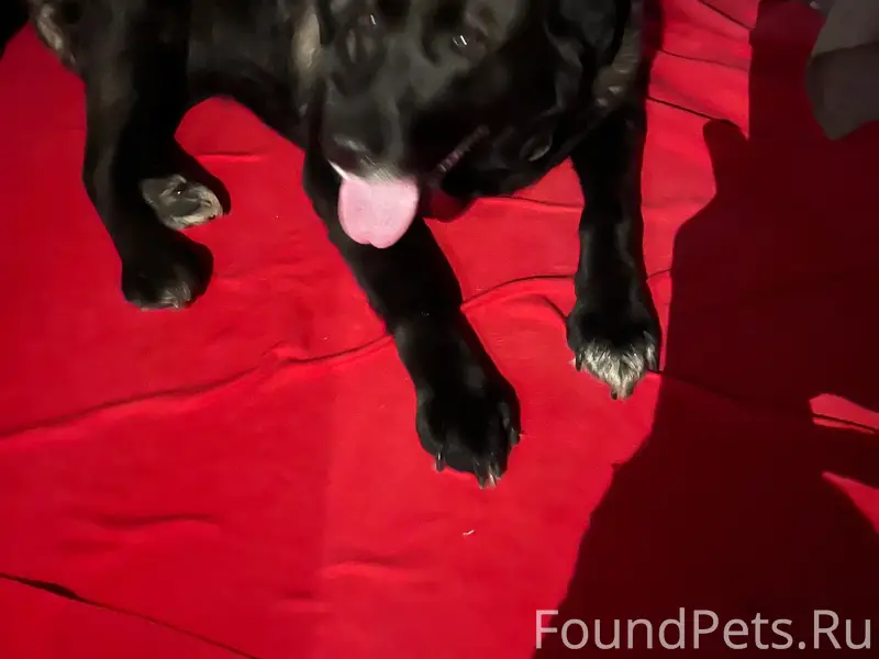 Найден метис, Зелёный Бор-2