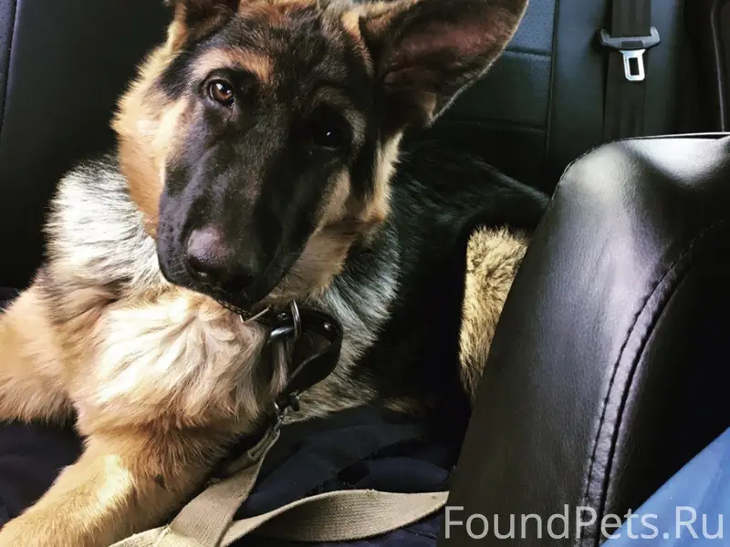 Пропал Джек, немецкая овчарка, Дымково, Добрынино, Каликино