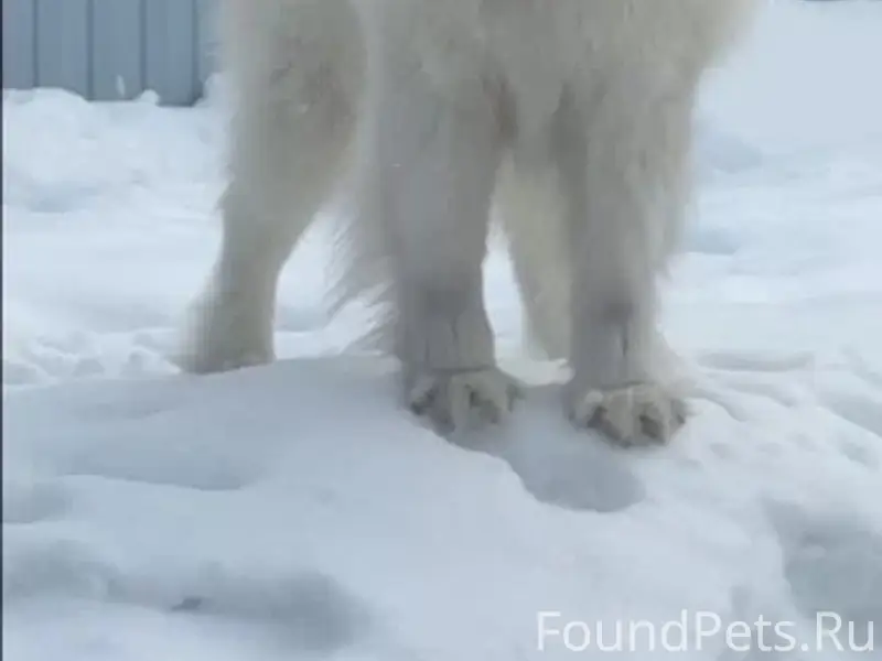 Пропал самоед Лео, Киржачский район