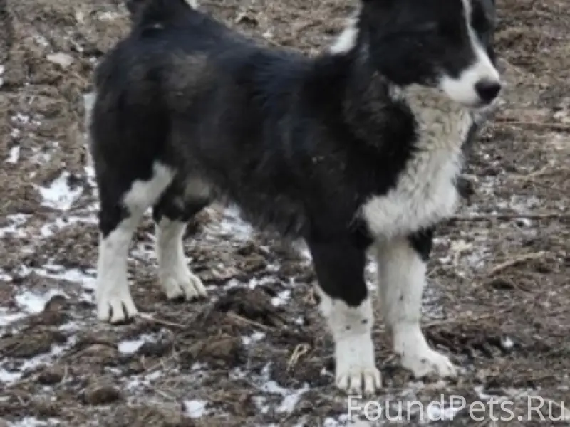 Найдена чёрно-белая собака, Краснообск