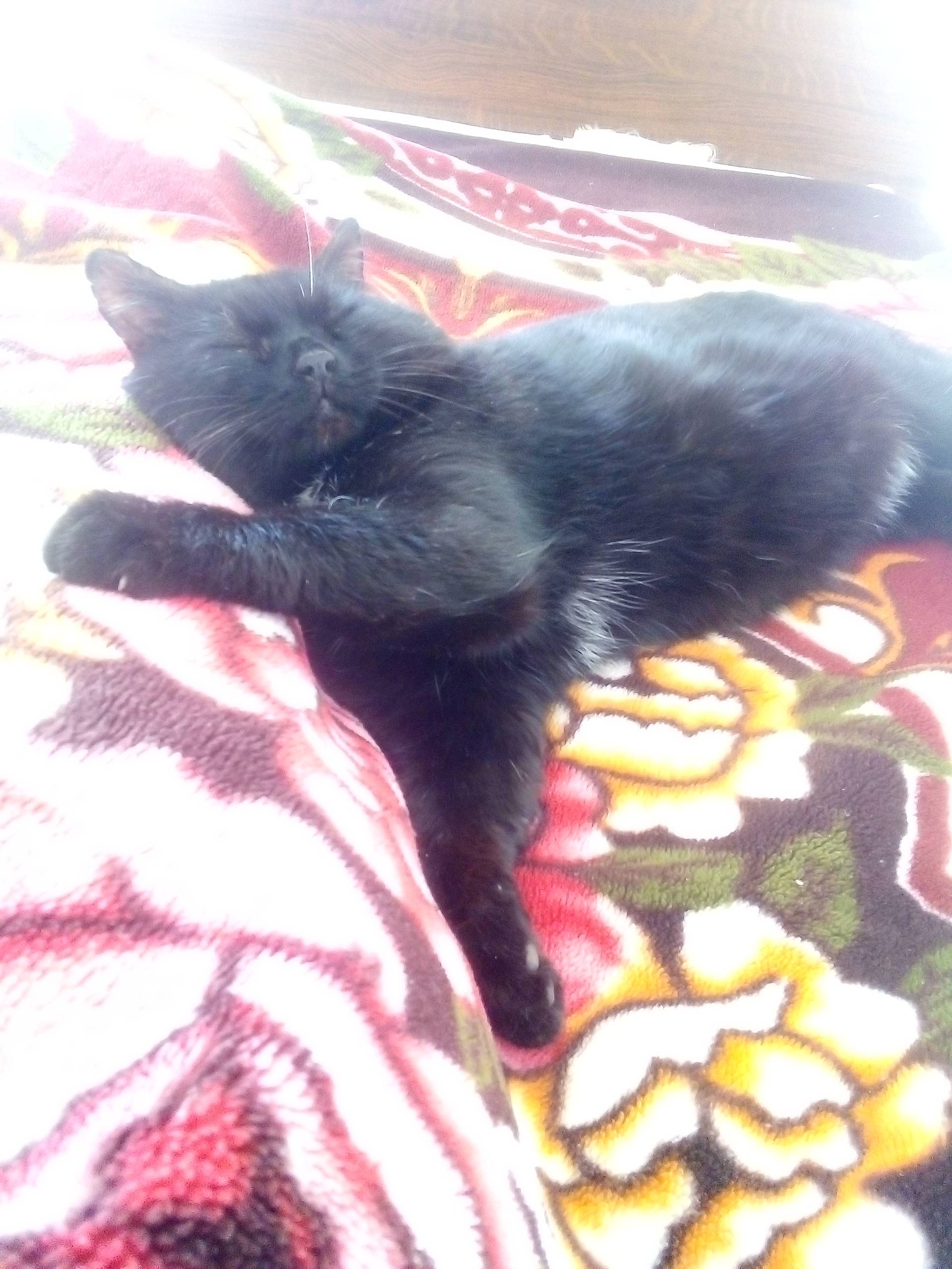 Пропал кот, Богородский район