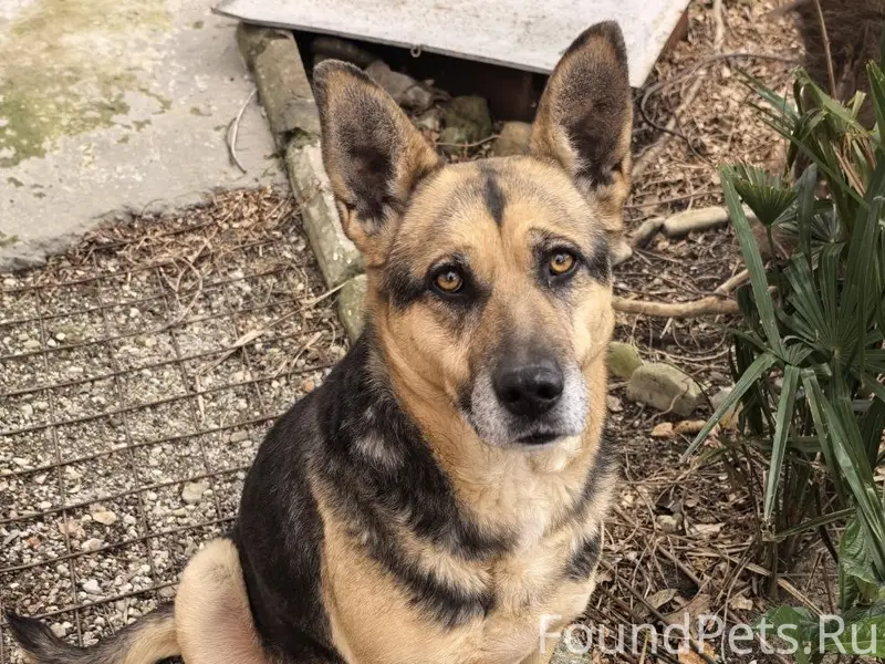 Пропала собака Рэкса, посёлок Тюменский