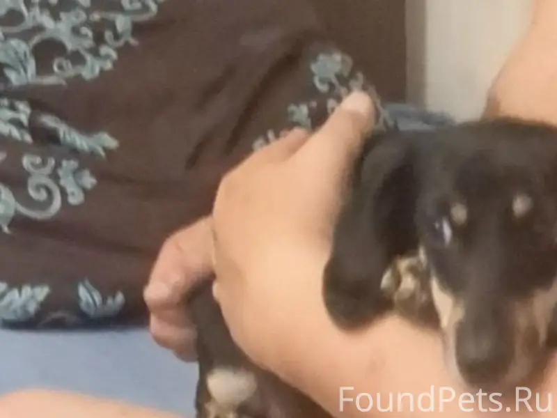 Пропала такса Кнопа