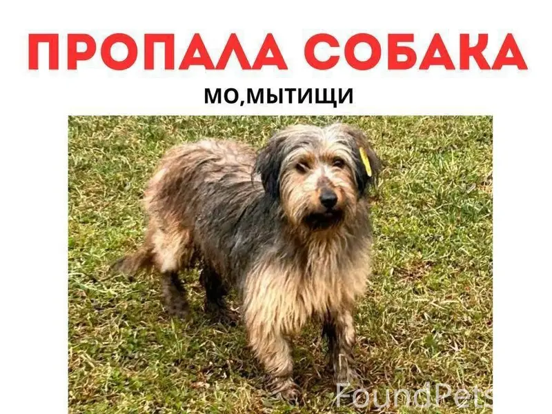 Пропала собака, Мытищи, рыже-чёрный окрас