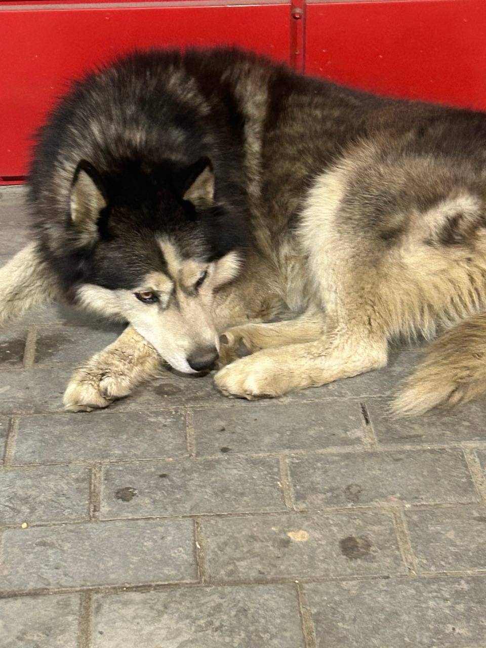 Найден пес, Оснабрюкская 31