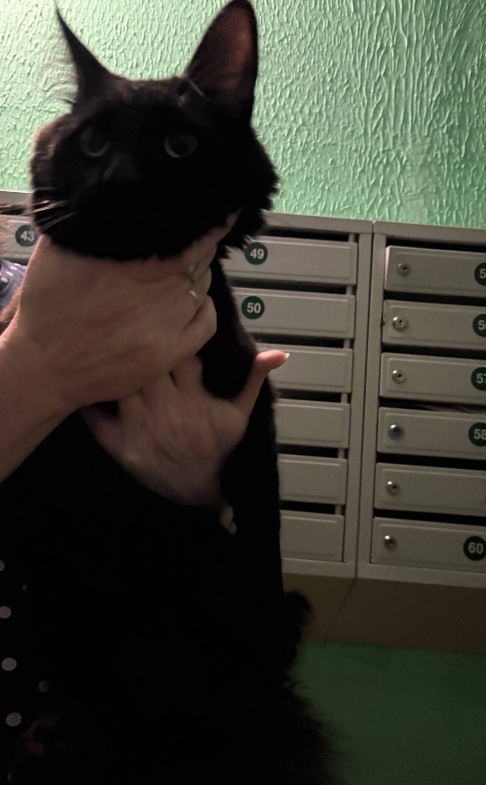 Найден кот, похож на мейн-куна, Соколова-Соколенка