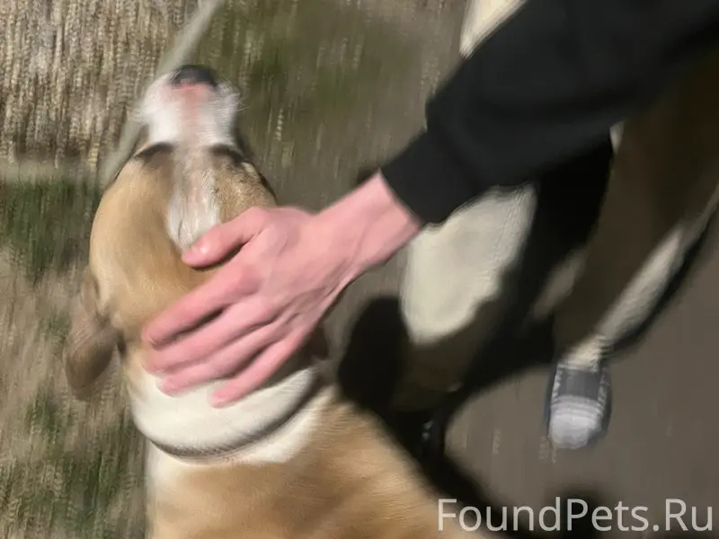 Найден пёс в ошейнике, Павловский Посад