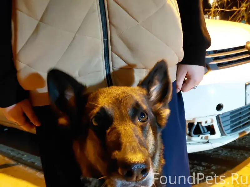 Найдена собака, Гагарина 129