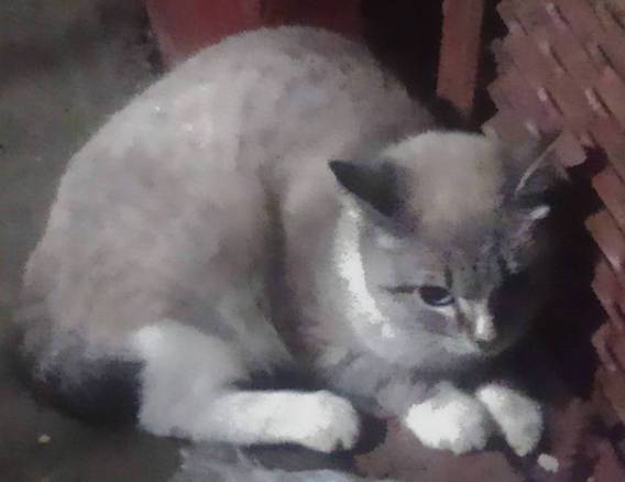 Найдена молодая кошка/кот в районе ул. Ю. Шоссе г. Н. Новгорода для связи: vk com id77260329