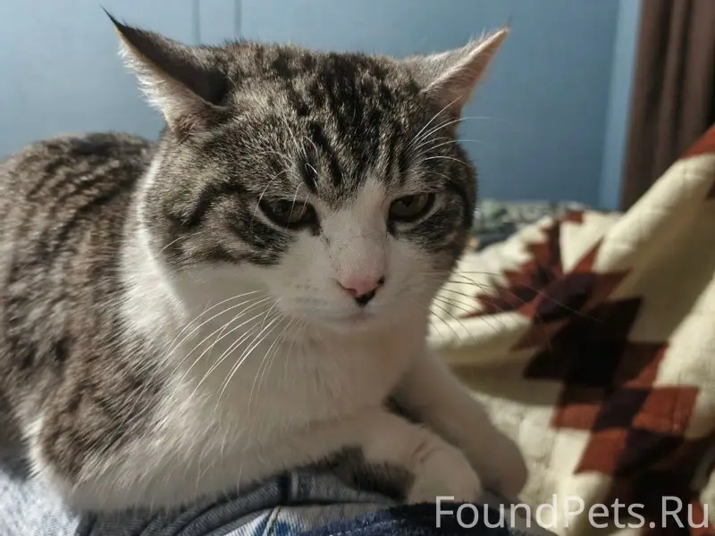 Пропал кот Харуно