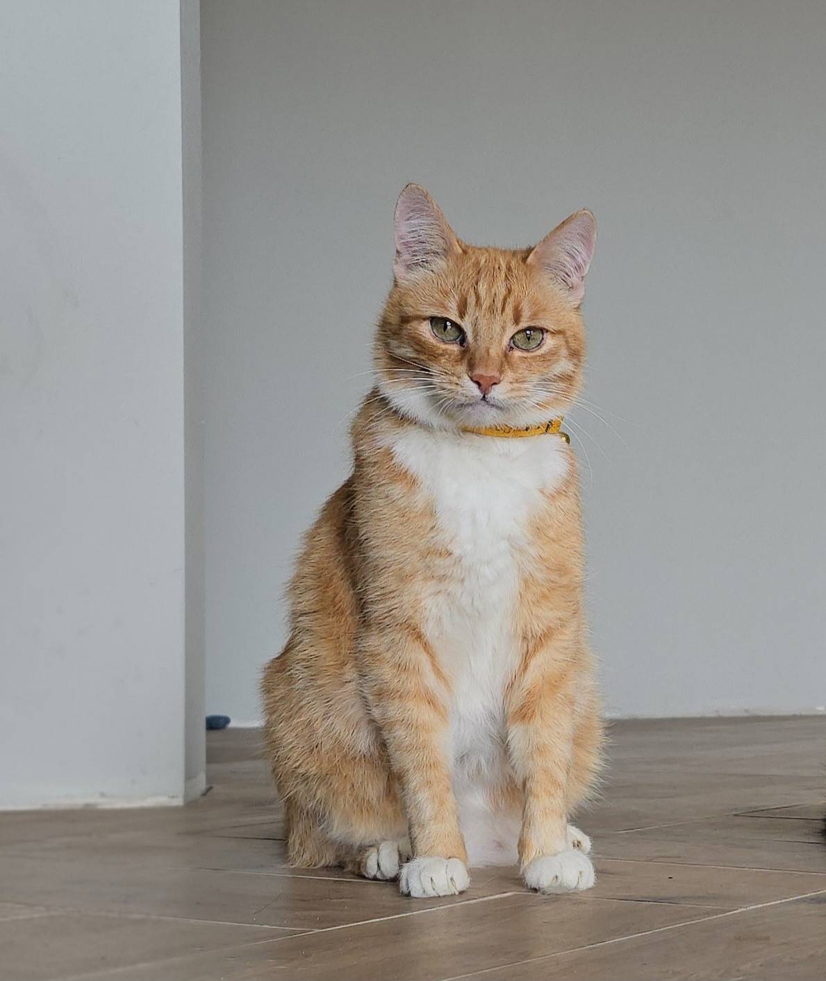 Пропал рыжий кот, район 8 марта