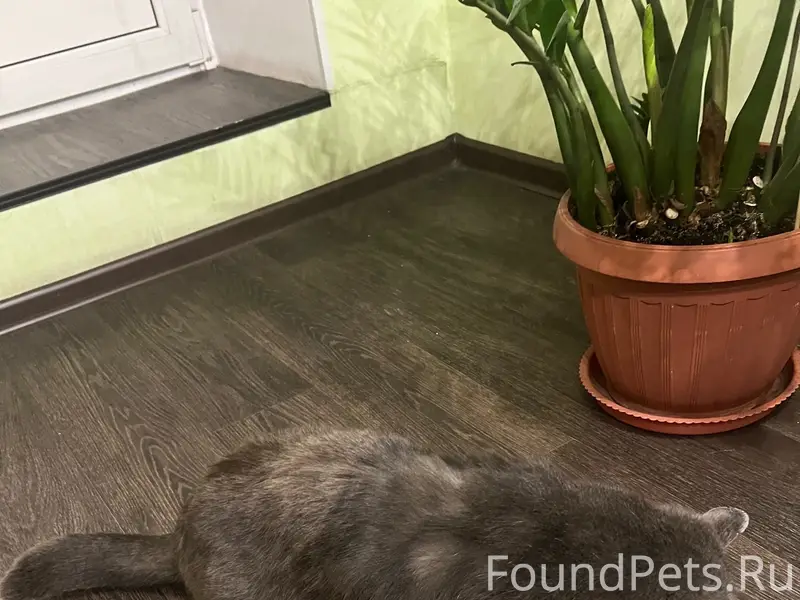 Найден кот, улица Баумана