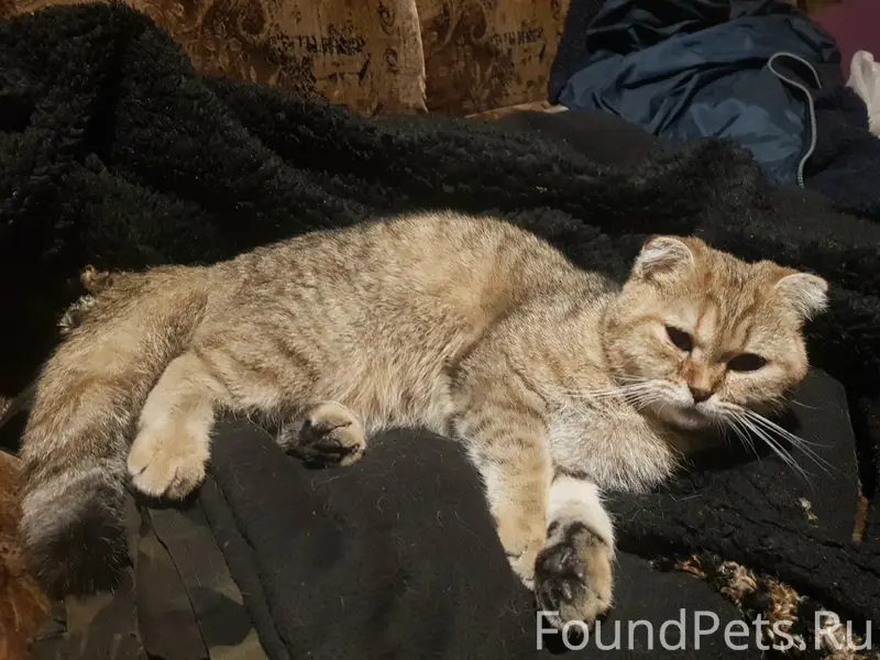Найдена шотландская вислоухая кошка, Полыковичи