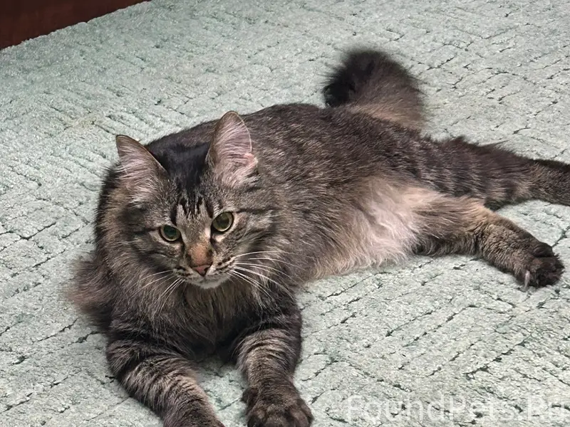 Найдена кошка, Таймырская 7