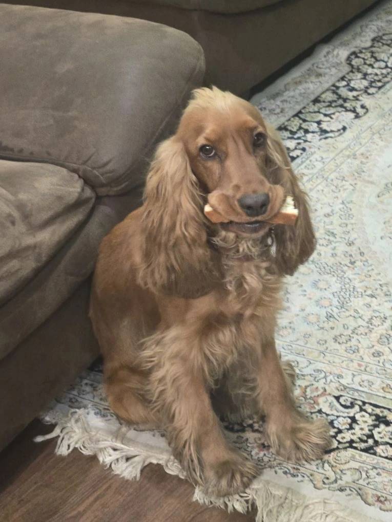 Пропал пёс Джек, Восточный