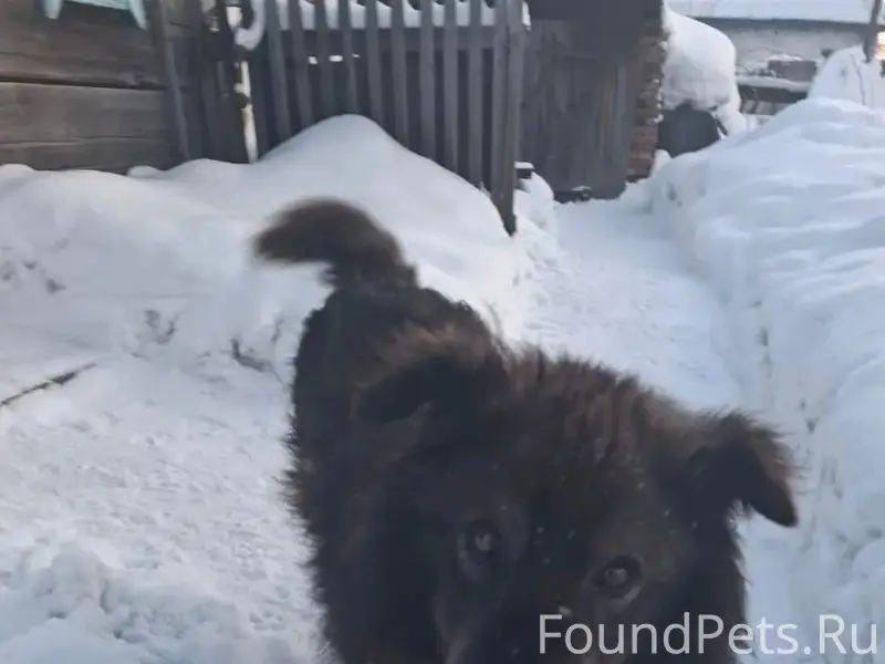 Пропал пёс, Северный Маганак, Прокопьевск