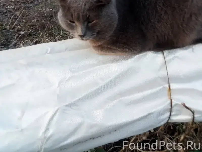 Найден котик, фабрика