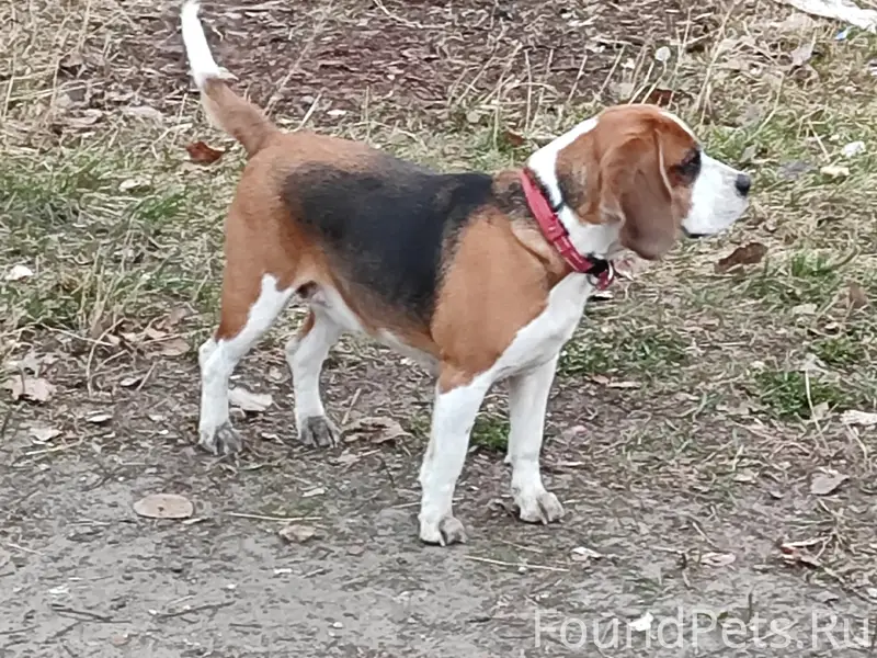 Найден биггль в ошейнике, район ул. Труда - ул. Орджоникидзе