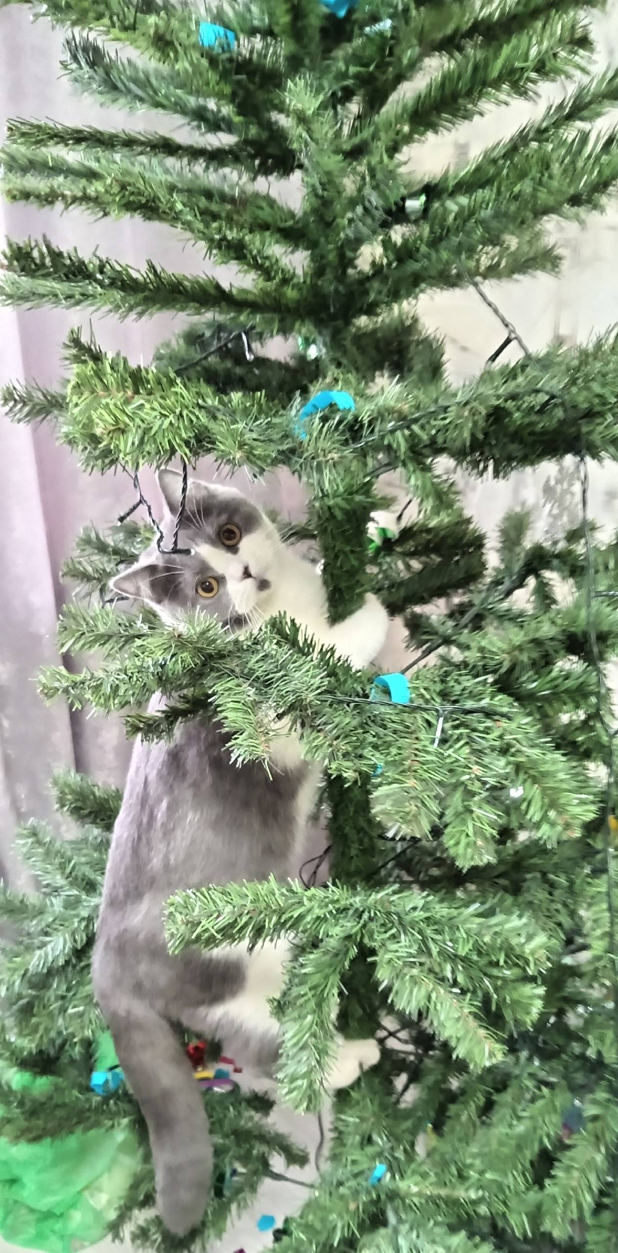 Пропал кот, Славковская волость, д. Пуково