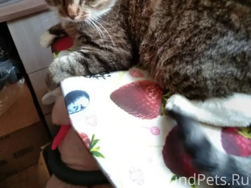 Пропал кот Кузя, г. Приозерск