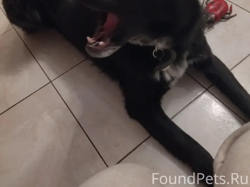 Пропала собака, район 17 школы