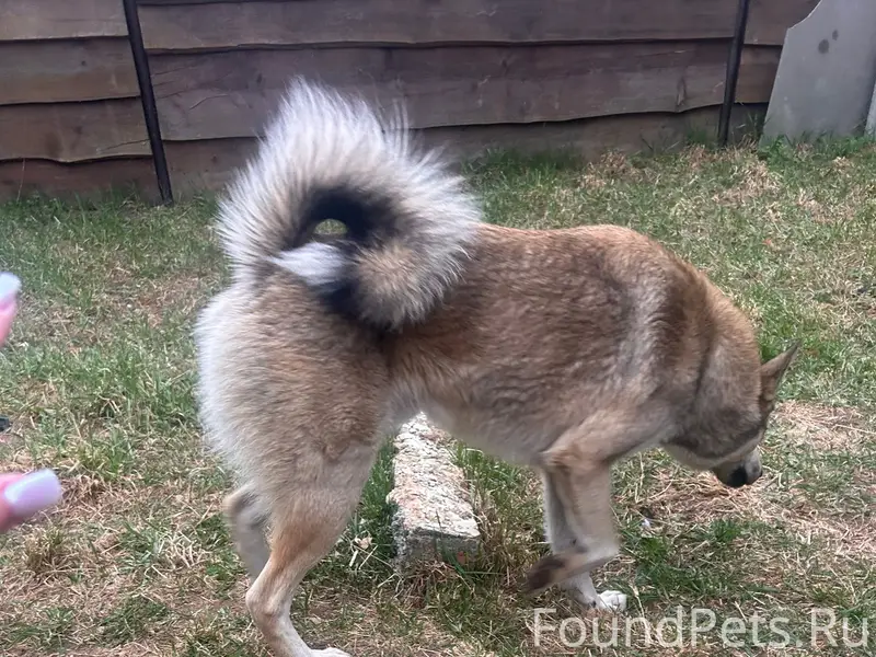 Найден щенок, посёлок Веселовка