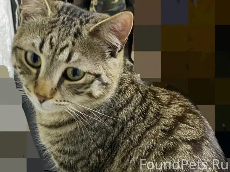 Пропал котёнок, Северный, Энергетическая