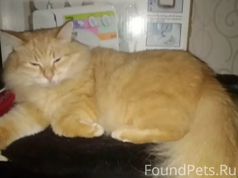 Пропал рыжий кот рыжий, район Титова-Тимуровская