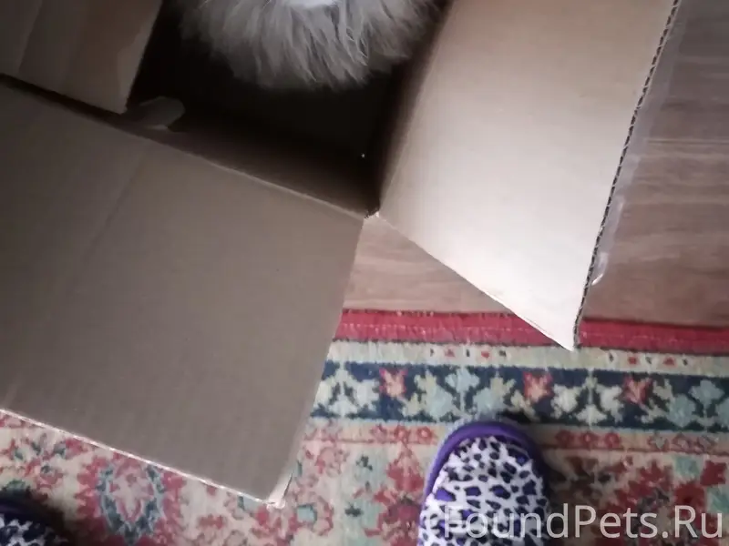 Пропала кошка Мотя