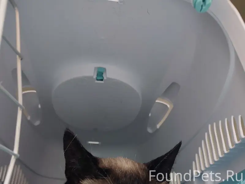 Найдена кошка, ул. Костромская 7