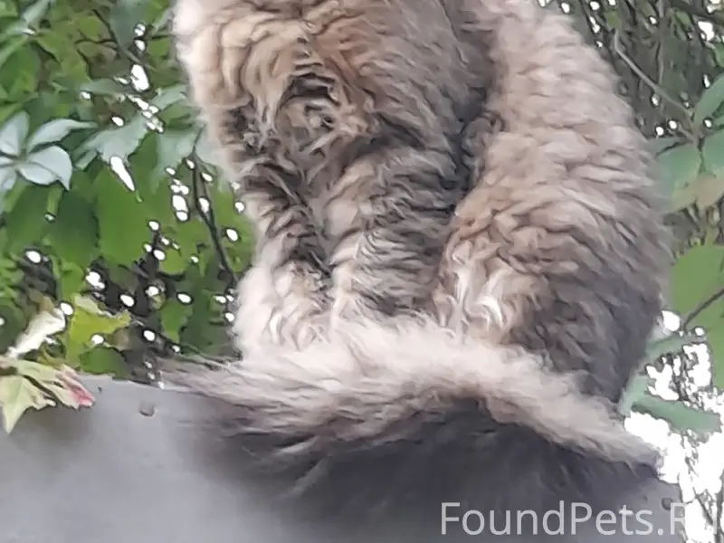 Пропал кот Барсик, Цемгигант