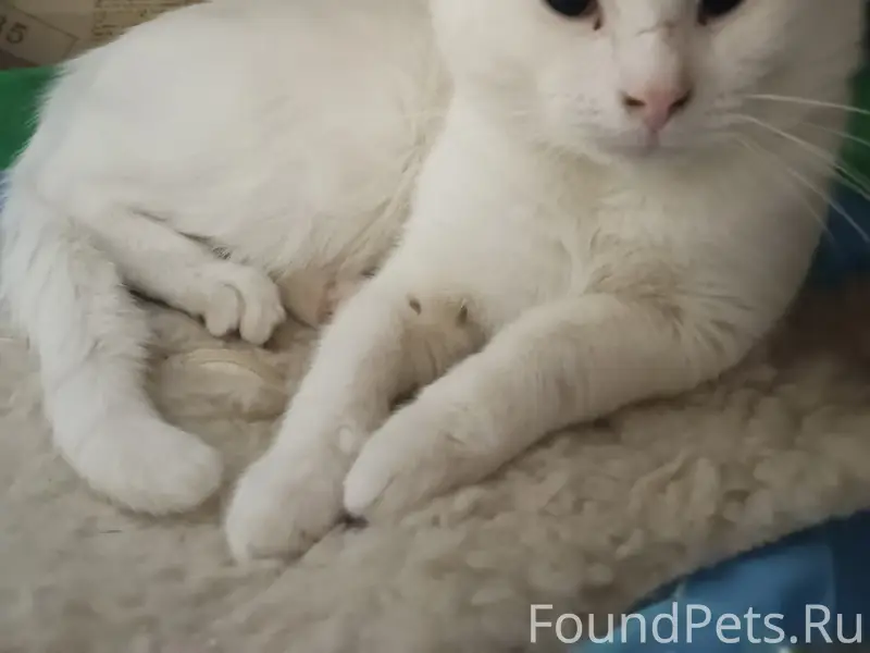 Найден кот, глухой, ищет дом