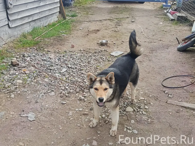 Найден тип неизвестен, без клички