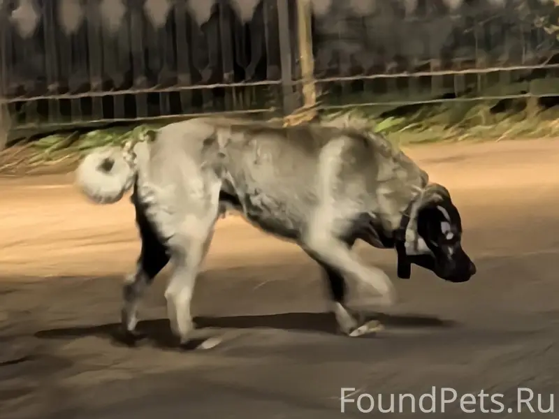 Найден Кангал/сао, Правдинский, Пушкино мо