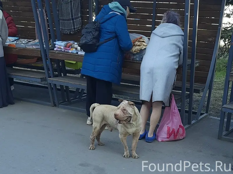 Пропал Шарпей, Вокзал