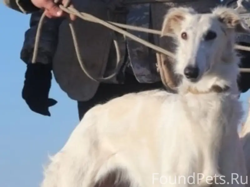 Пропали русские псовые борзые, район Старосемейкино