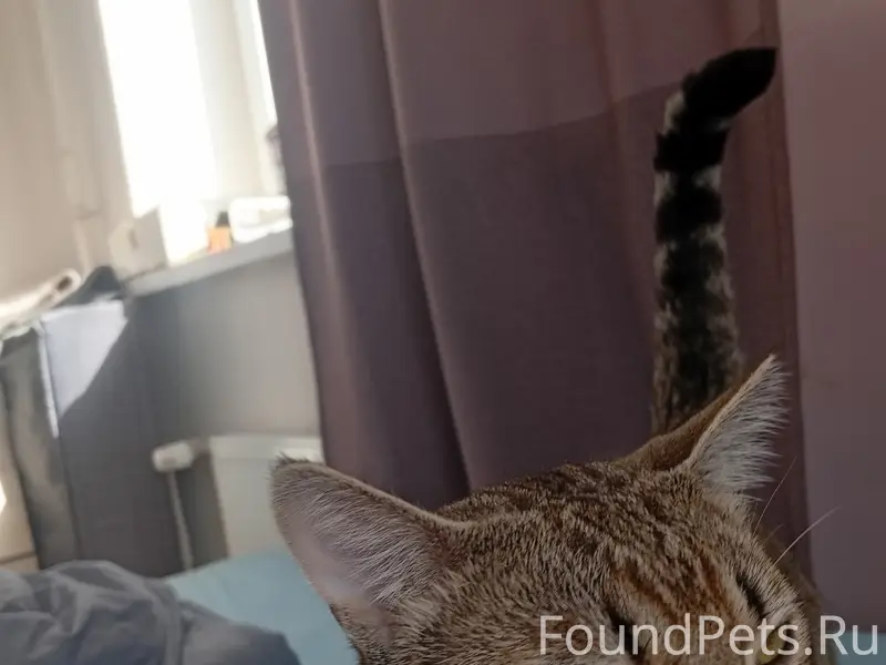 Пропал кот Ласковый Кот, ул. Фёдора Абрамова