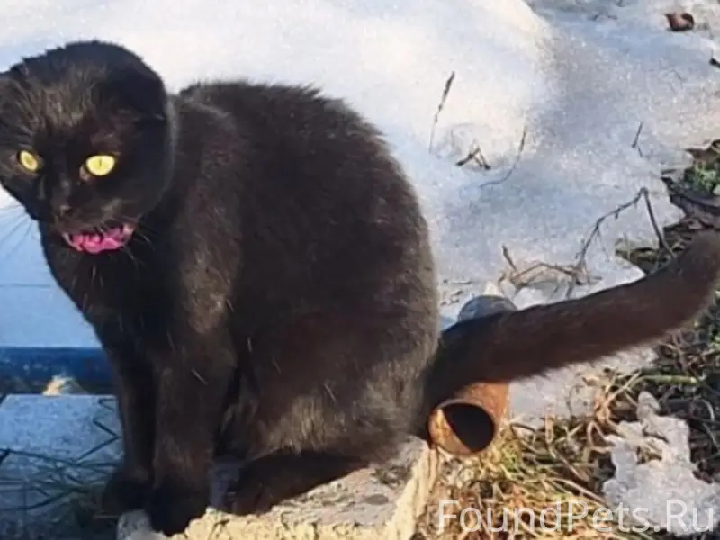 Пропал вислоухий кот Мау, район Сосенок