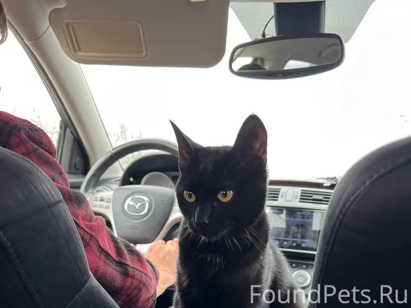 Пропал кот Чипса, клиника Пронина