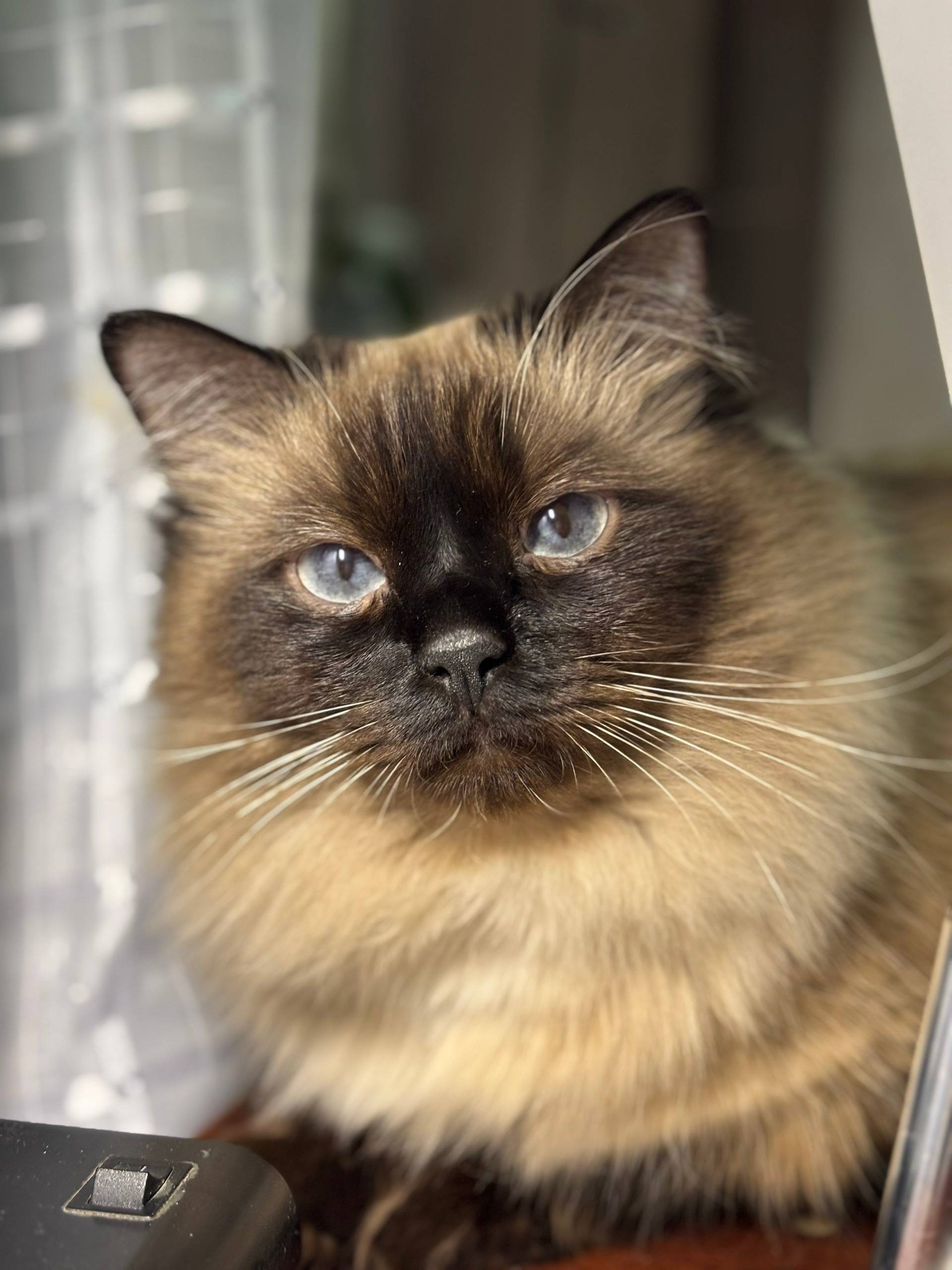 Пропал домашний кот, Советский район